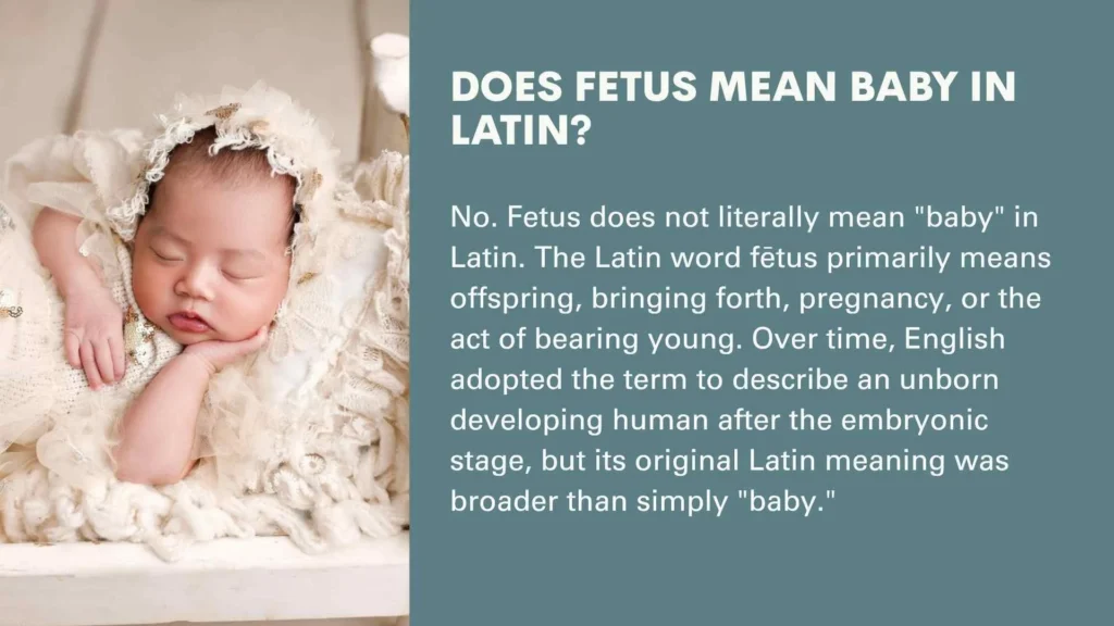 Does Fetus Mean Baby in Latin?