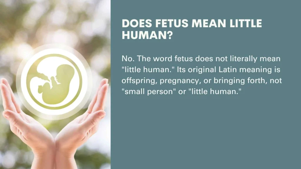 Does Fetus Mean Little Human?