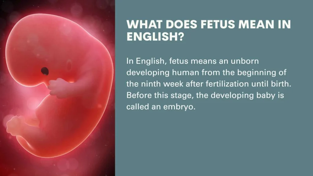 What Does Fetus Mean in English?