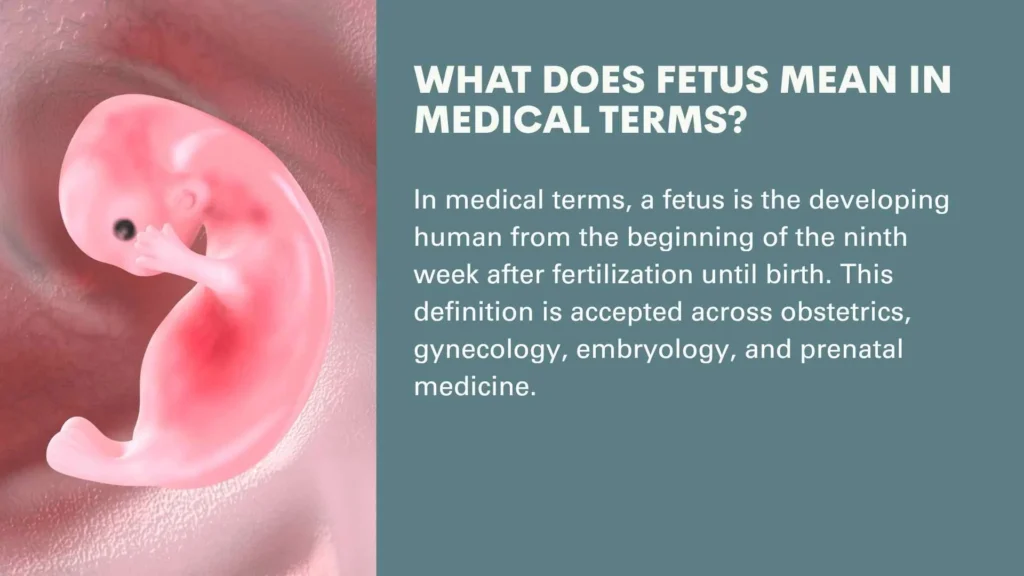 What Does Fetus Mean in Medical Terms?