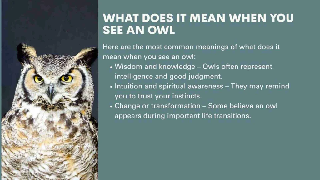 What Does It Mean When You See an Owl